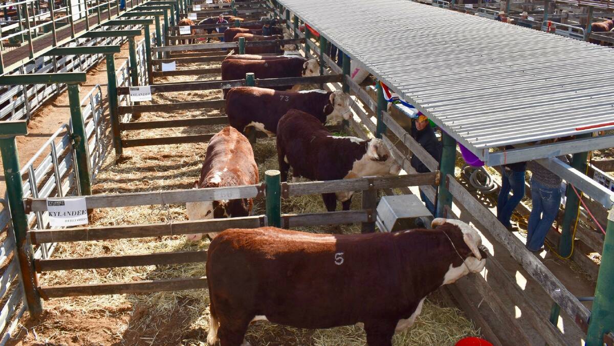STUD AND COMMERCIAL BULLS: The annual Glen Innes Hereford Bull Sale is renowned for quality.