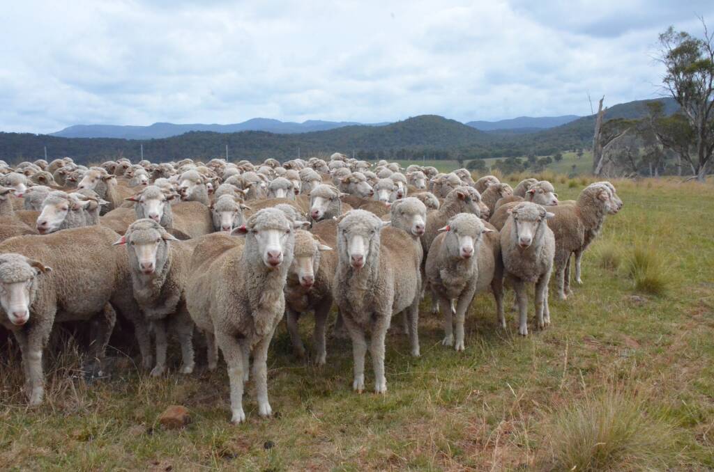 CRESSBROOK BLOOD: Four-year-old wethers at Wanderriby, Wollomombi.
