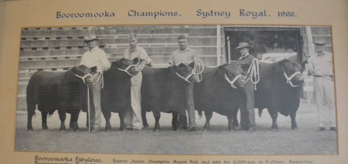 FIVE CHAMPIONS: Booroomooka Fabulous, Evolution, Elizabeth, and Castle, after being presented champions at the 1962 Sydney Royal.