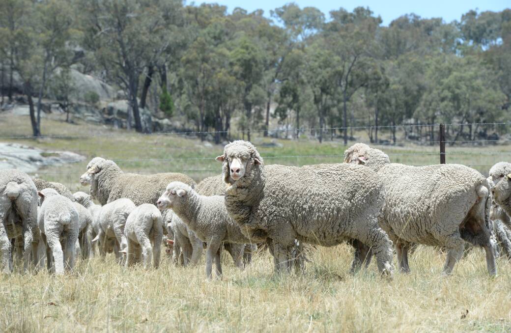 Merino ewes and lambs bred by Tom and Rachel Rummery.