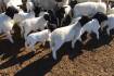 A year-round supply of Dorper lambs
