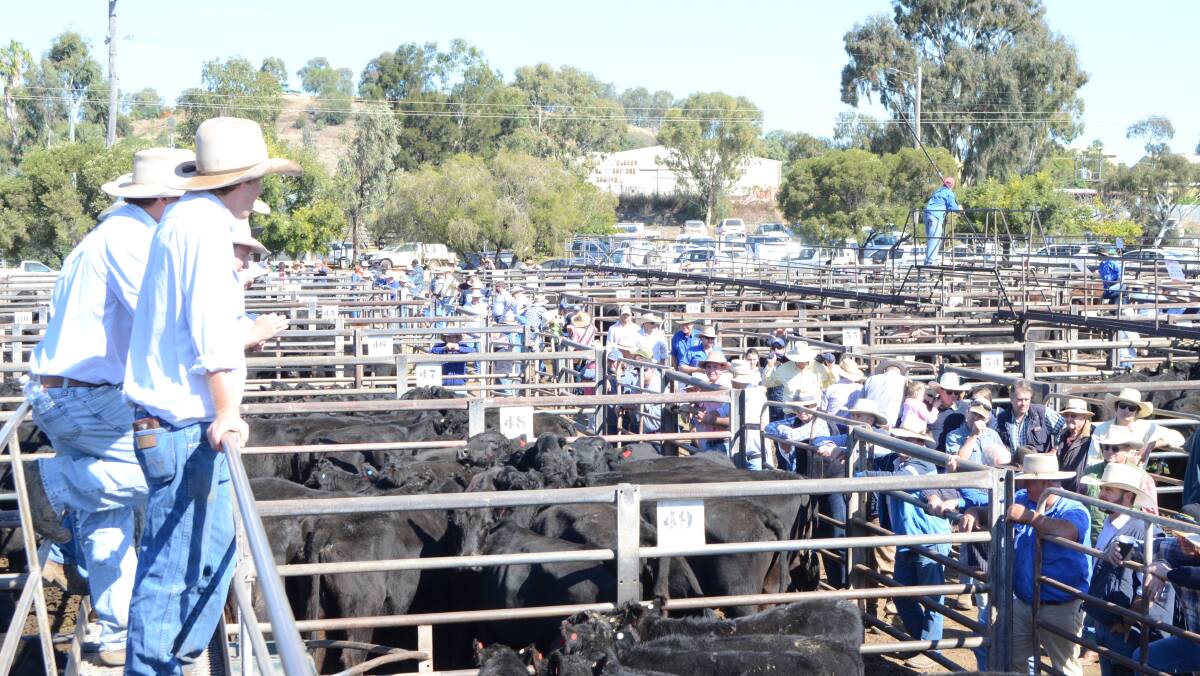 The Davidson Cameron and Co selling team and the crowd at the Gunnedah female sale.