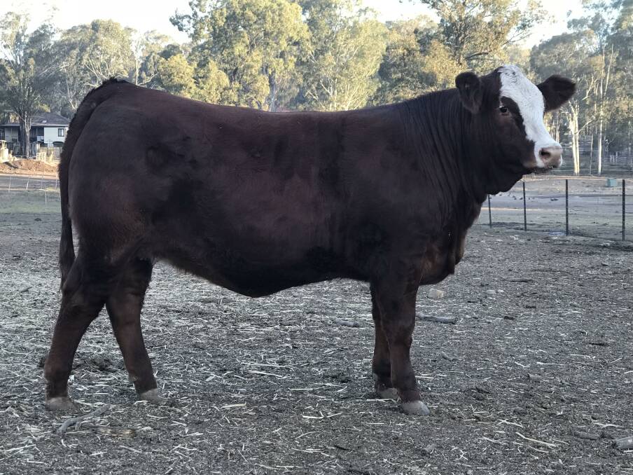 Jess Adams will offer 14-month-old heifer Heart & Spade Never Seen in the national Simmental sale.