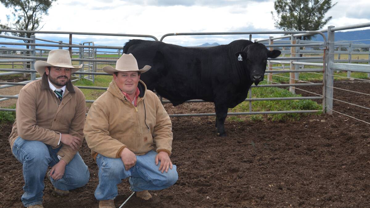TOP BULL IN 2017: Selling agent Chris Dobie and vendor Tyson Will, TCW Livestock, Delungra, with TCW Lucky Fiction, who sold for $13,000 at last year's Northern Limousin Breeders Sale.