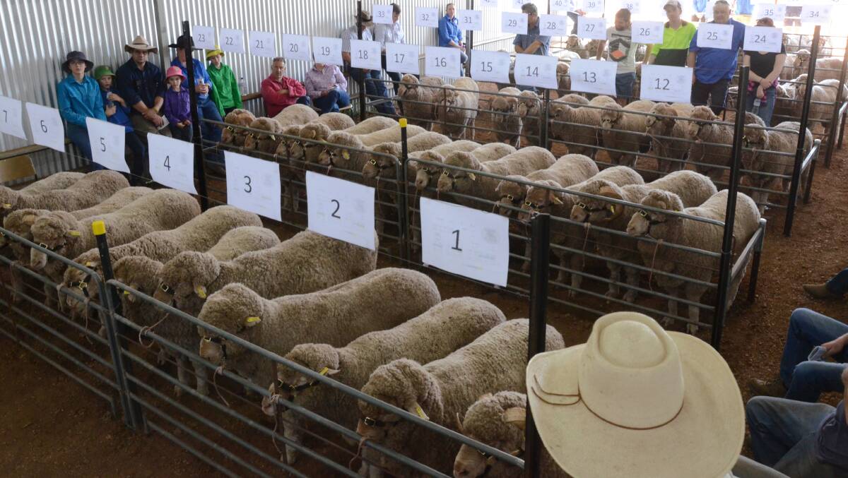 IMPACT ON MERINO RAM SALES: The spread of COVID-19, which has resulted in the closure of state borders, is expected to have a huge impact on ram sales this year.