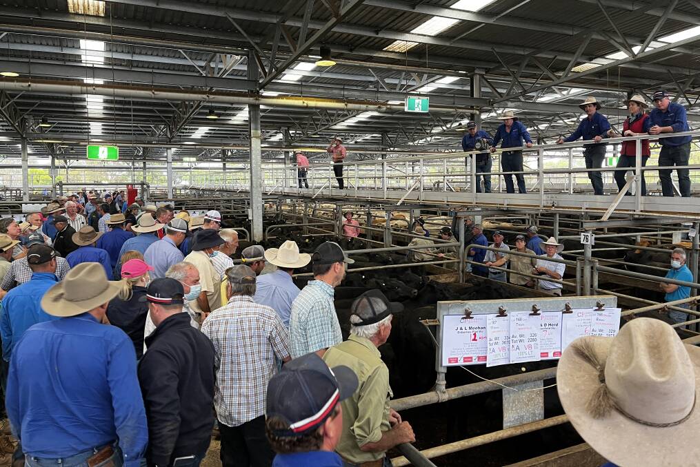 STRONG MARKET: Buyers packed saleyard walkways in early January, when Angus steers and heifers dominated New Year weaner sales. 
