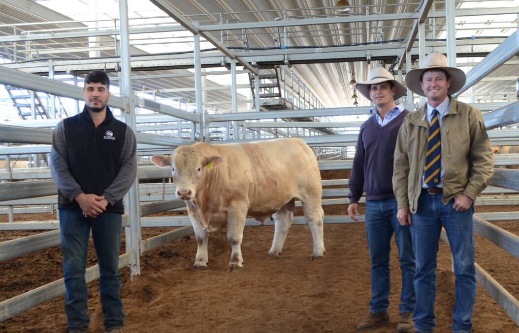 QUALITY SIRES: St Antonio Charolais stud principal Bruno Marrapodi and agents Sam Payne, Pitt Sons, Walcha, and Chris Paterson, Tamworth, with one of the $10,000 bulls, St Antonio Luther, sold in the 2017 sale.