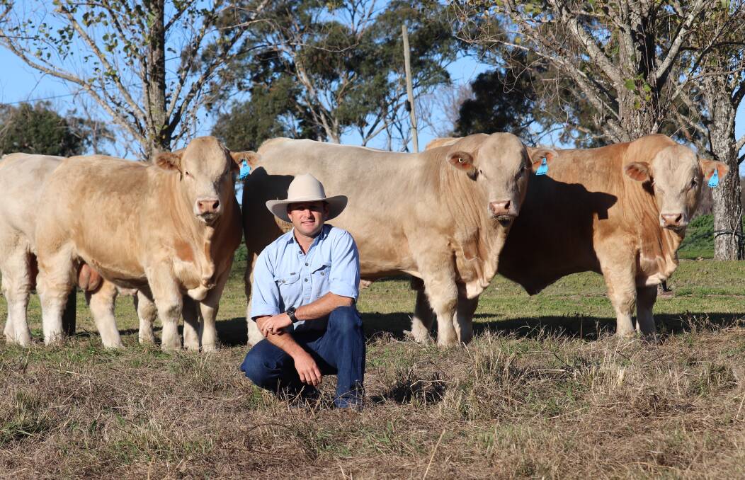 COMMERCIAL FOCUS: Palgrove general manager Ben Noller with Charolais stud bulls. The Palgrove operation includings more than 7000 registered cattle across properties in Queensland and northern NSW.
