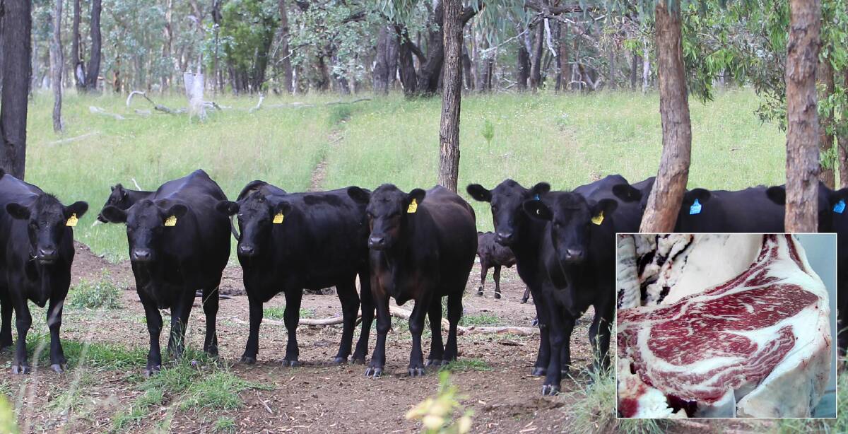 CARCASE QUALITY: Clunie Range Angus cattle at Springfield, Wallangra, and inset, the carcase, processed at Bindaree Beef, that had a marble score of nine. 
