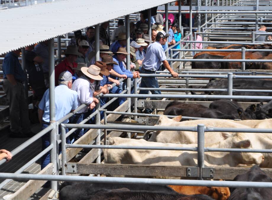 Cattle being sold through the Maitland saleyards. Agents reported a very strong sale on Saturday with buyers from the Hunter Valley, Gloucester, Tamworth and Victoria.