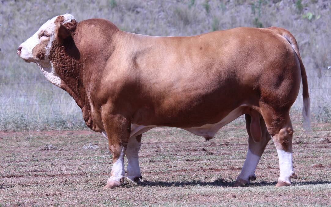 Lot 2 in the Fleckvieh sale, Darrabah Lad, was the supreme Fleckvieh exhibit at last year’s Royal Canberra show.