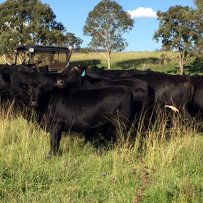 BREEDER OPPORTUNITY: Neville and Sue Grogan, Gardiners, Tenterfield, will have their entire drop of weaners for sale on March 18. 
