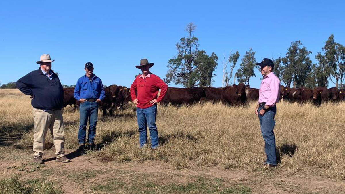 Weebollabolla director Sandy Munro and livestock manager Andrew Lawrence, pictured with agents Brian Kennedy and Bruce Sheppard, Elders, inspecting Weebollabolla's 2020 sale bulls. 
