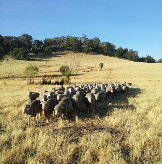 Producing rare breed wool at Beersheba Farm
