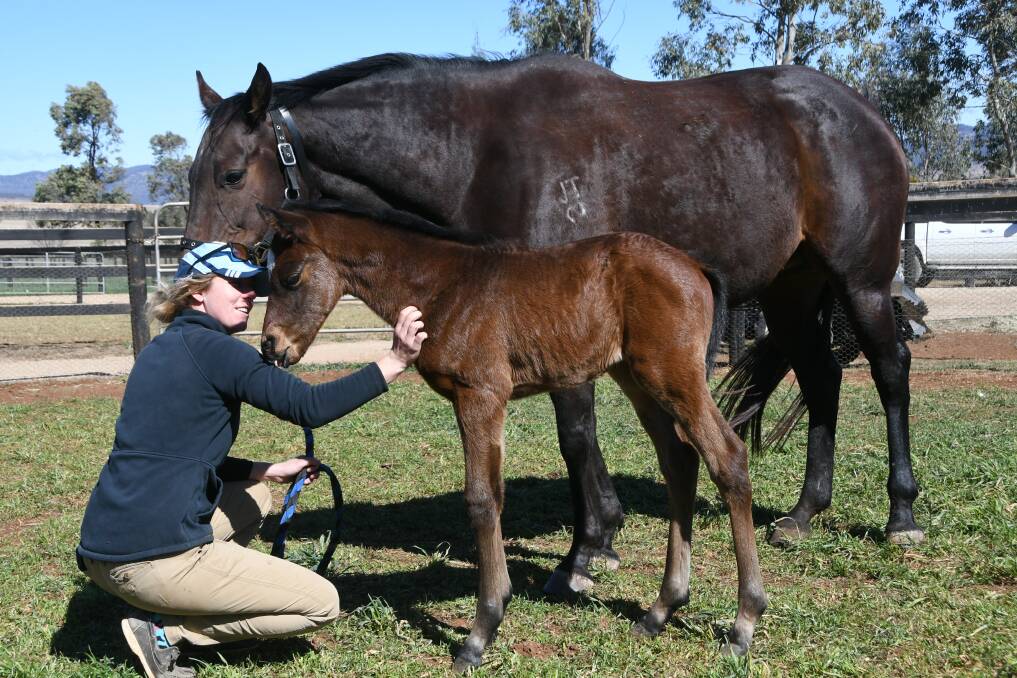 Louise Mooney with She Brings and her four-day-old colt foal by Lord Of The Sky at Kingstar Farm near Denman.