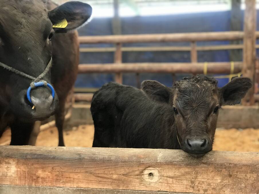 WHOLE-LIFE NUTRITION: Creep feeding Wagyu calves from a young age can lead to improved marbling and growth.