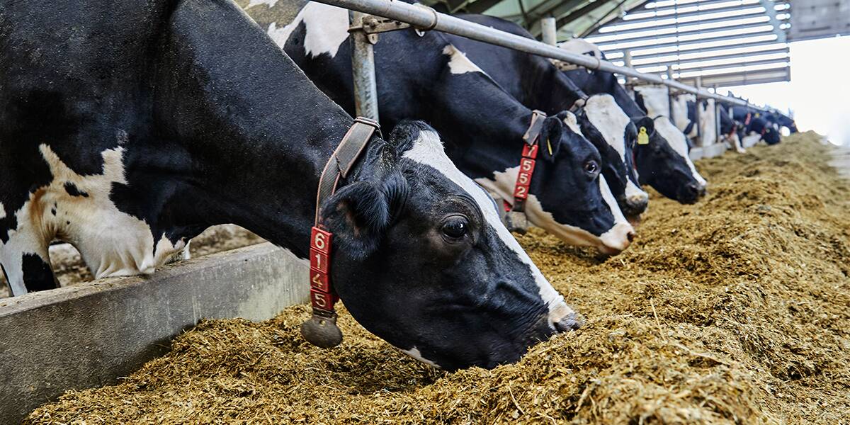 By selecting genetics with a high index for feed efficiency dairy farmers can use sires that breed cows as better feed converters. Picture supplied