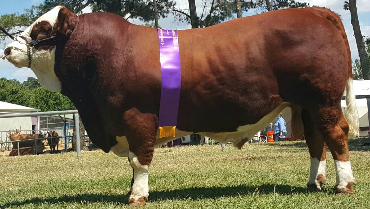 Daraabah Kapow was the supreme interbreed beef bull at 2016 Royal Canberra Show.