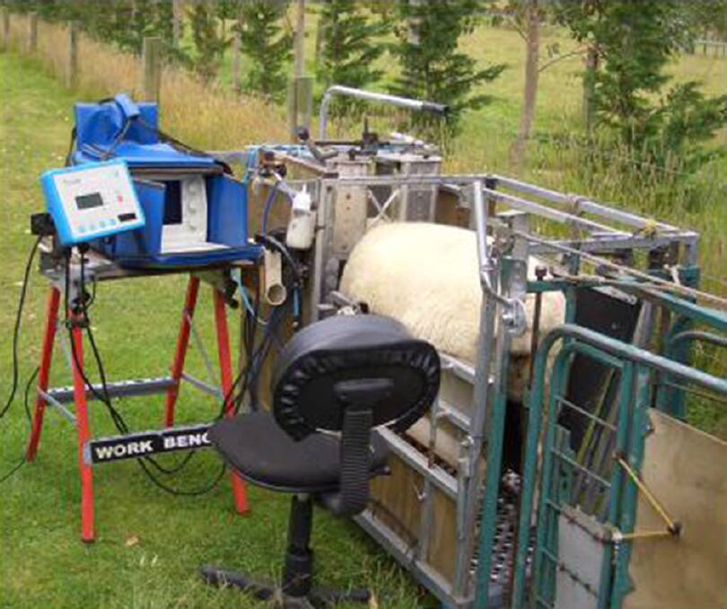 VALUABLE TOOL: The Stockscan process enhances visual assessment by measuring eye muscle area and lamb growth rates. 