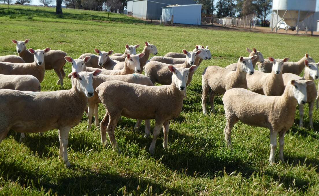 SUPERIOR BREEDING: Cadell Border Leicesters has 80 high quality stud ewes on offer in the sale on October 1. 