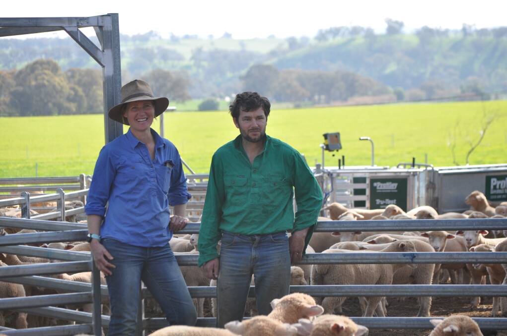 BOOSTING PROFITABILITY FOR CLIENTS: Ridgehaven Poll Dorset stud principals Isabele Roberts and Floyd Legge. Three key profit-driving traits - carcase shape, growth rates and IMF - have been the focus for Ridgehaven over the past few years.