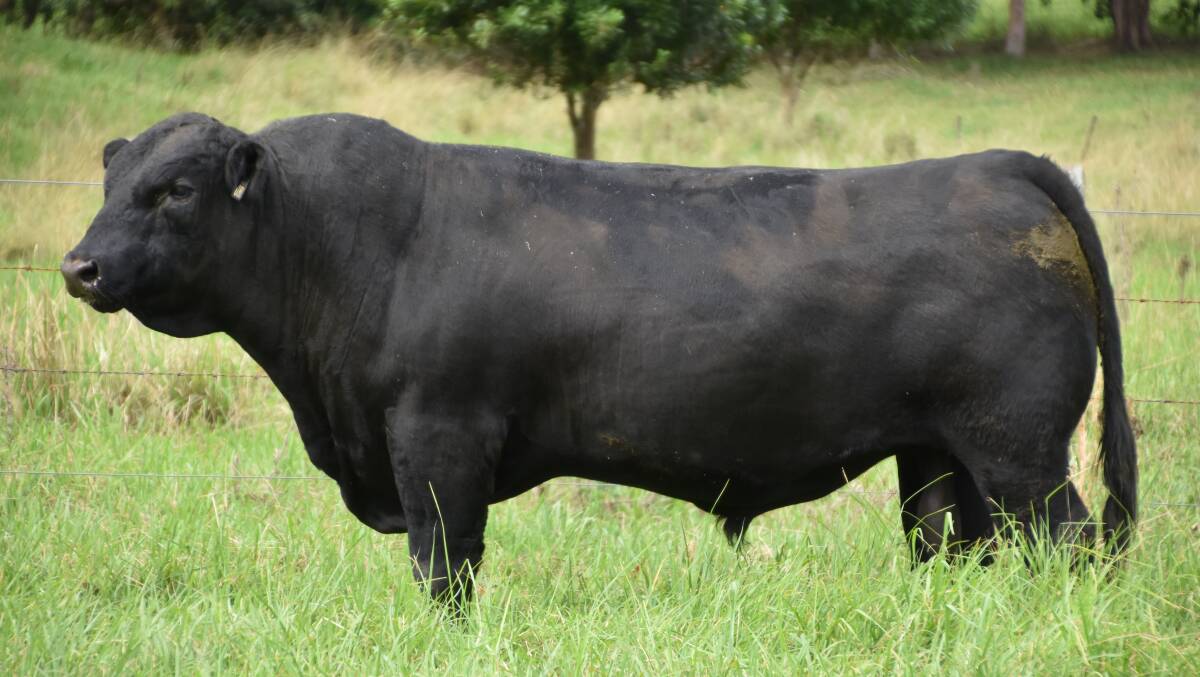 Promised Land Emperor N80. The Bellingen stud will have Angus and Speckle Park cattle on display on day seven of Northern Beef Week.