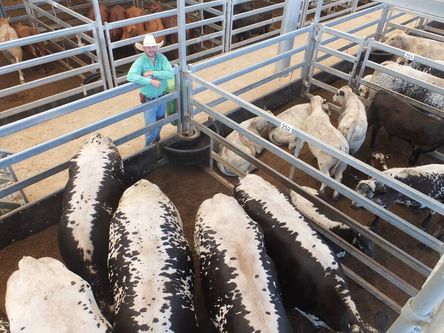 IN DEMAND: Agent Joel Fleming with the Speckle Park cows and calves that made $4050 in Tamworth in November. Photo: Michelle Mawhinney