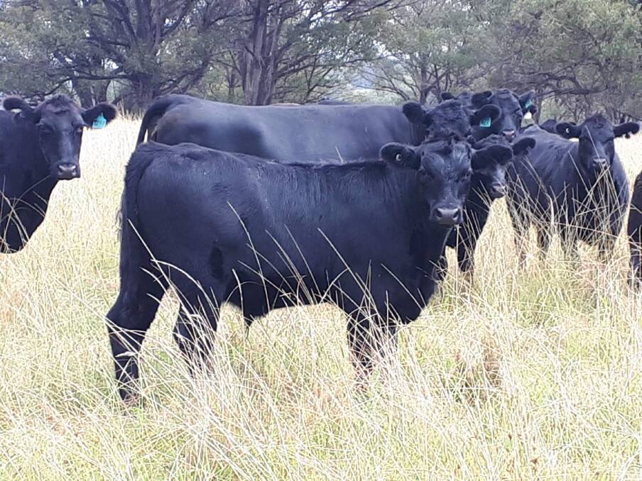 WELL-BRED CALVES: Tony Stace, Wandsworth, has a good quality line of Angus steers and heifers in the Inverell sale on April 15. 