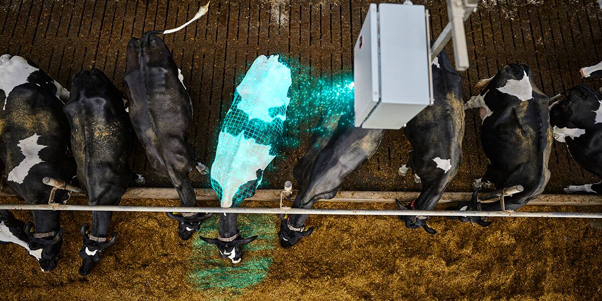 Breeding for higher feed efficiency helps reduce the environmental impact of dairy and beef industries, as more feed efficient cows have lower methane emissions. Picture supplied