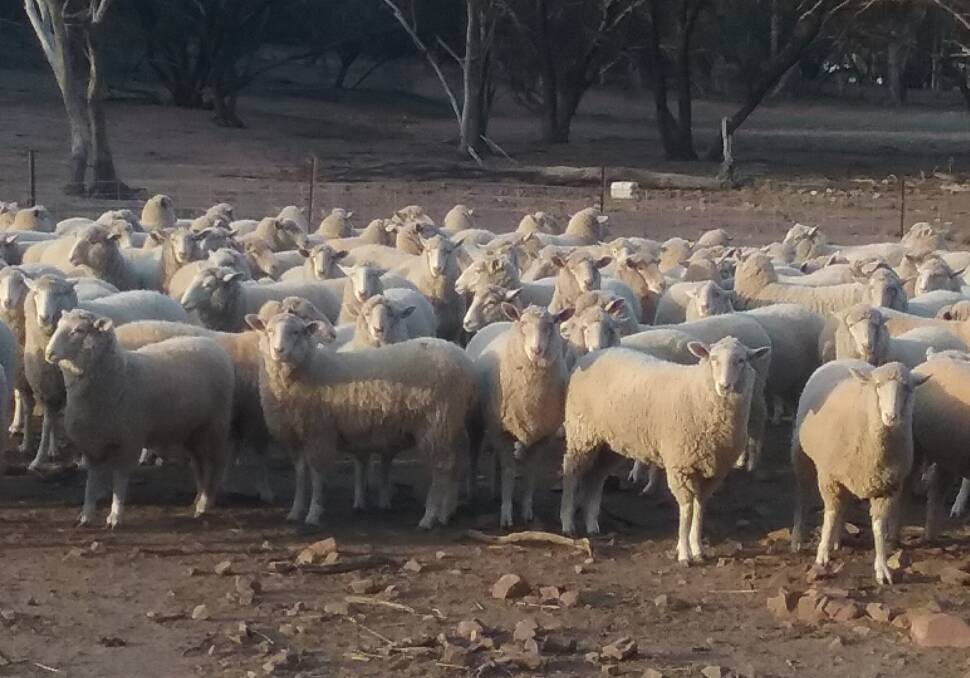 REGULAR CLIENTS: First-cross Border Leicester/Merino ewes bred by the Wilson family at Ungarie. 