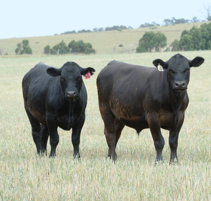 GRASS-FED BEEF: Current dry conditions have made pasture management even more important at Belle Vue.