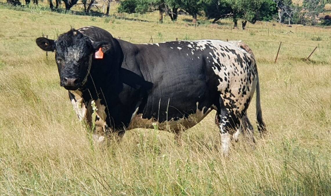 PERFORMER: One of the bulls delivering positive results for the Mate family at Bald Ridge, Leadville, NSW, from Mark Constable's Ersyldene Speckle Park Stud. 