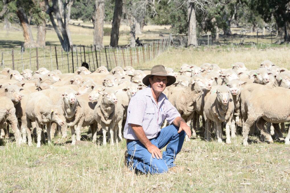 Peter Musgrave with mixed aged Airlie blood ewes at "Thurles", Wallabadah. Photos by Rachael Webb