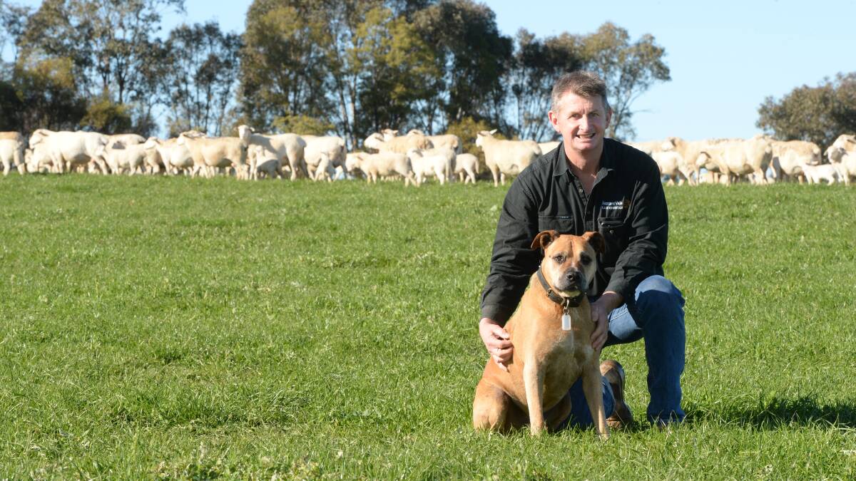 MATERNAL QUALITY: Exceptional fertility, and the ability to produce a lamb every eight months, is a another bonus of Craig Shulz's Aussie White ewes. Photos: Rachael Webb