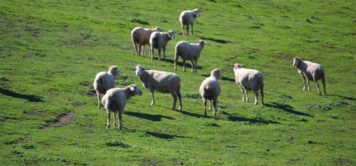PRODUCTIVE SHEEP: Sheep are shorn in May and November, with the adults cutting about three kilograms a head, at 18 to 19-micron.