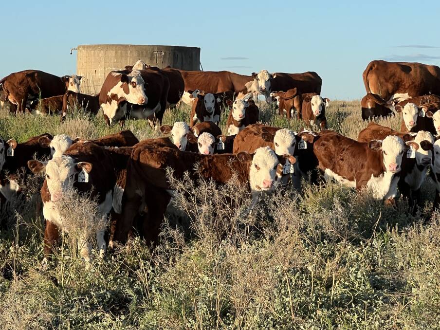 PRODUCTIVE FEMALES: The Devon Court Herefords business includes stud and commercial cattle, with all run under commercial conditions. Picture supplied