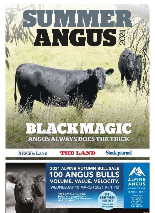 Summer Angus: High demand for Angus bulls