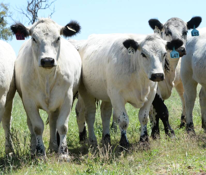 Speckle Park cattle are proven performers in carcase competitions.