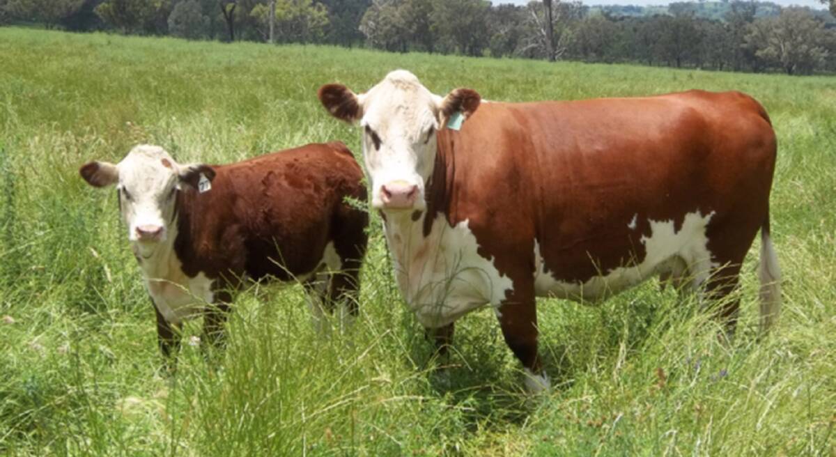 TOP COW LINE: Tycolah Jovial F77's dam, Tycolah Countess W48, with Jovial as a calf at foot.