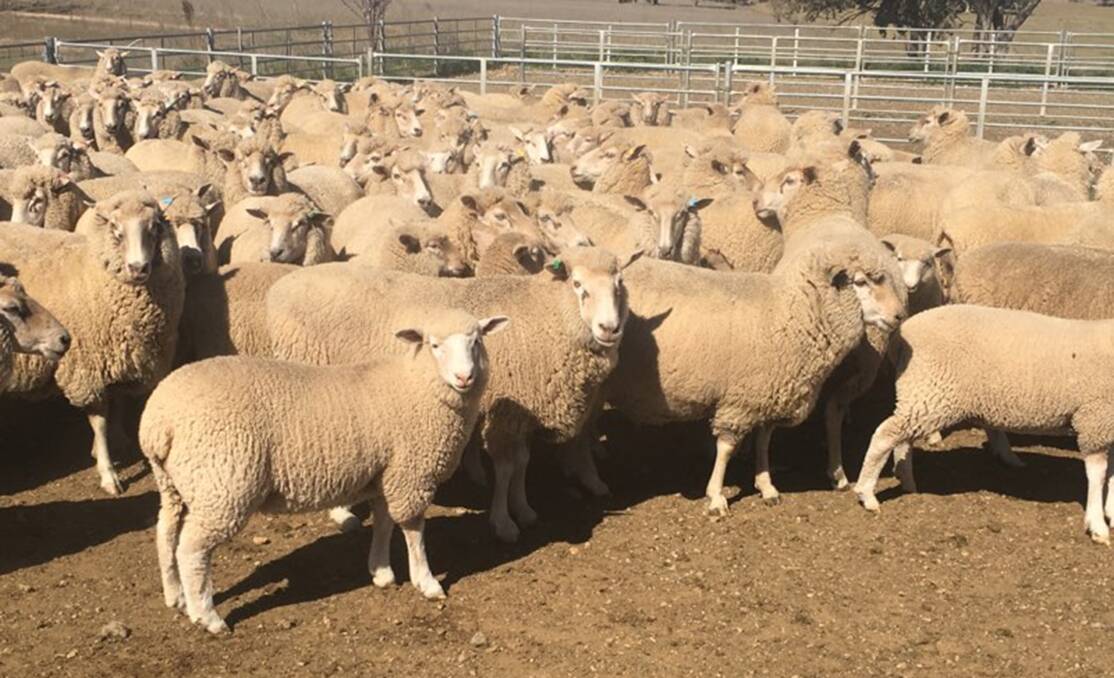 Quick growth with second-cross lambs at Cudal | The Land | NSW