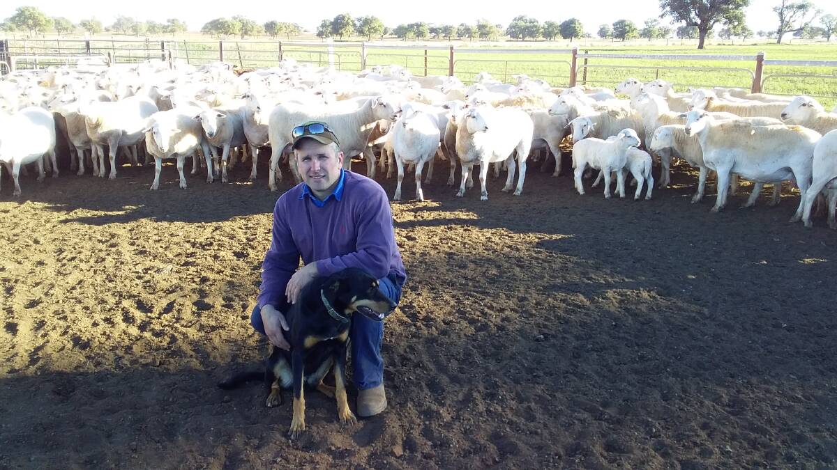 ROBUST SHEEP: Daniel Sullivan and his Kelpie Jane with his Aussie White sheep.