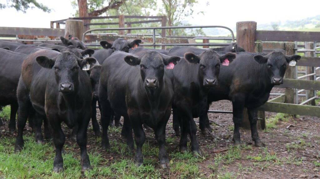 GOOD WEIGHT GAIN: Weaners steers recently sold by the Soames family.