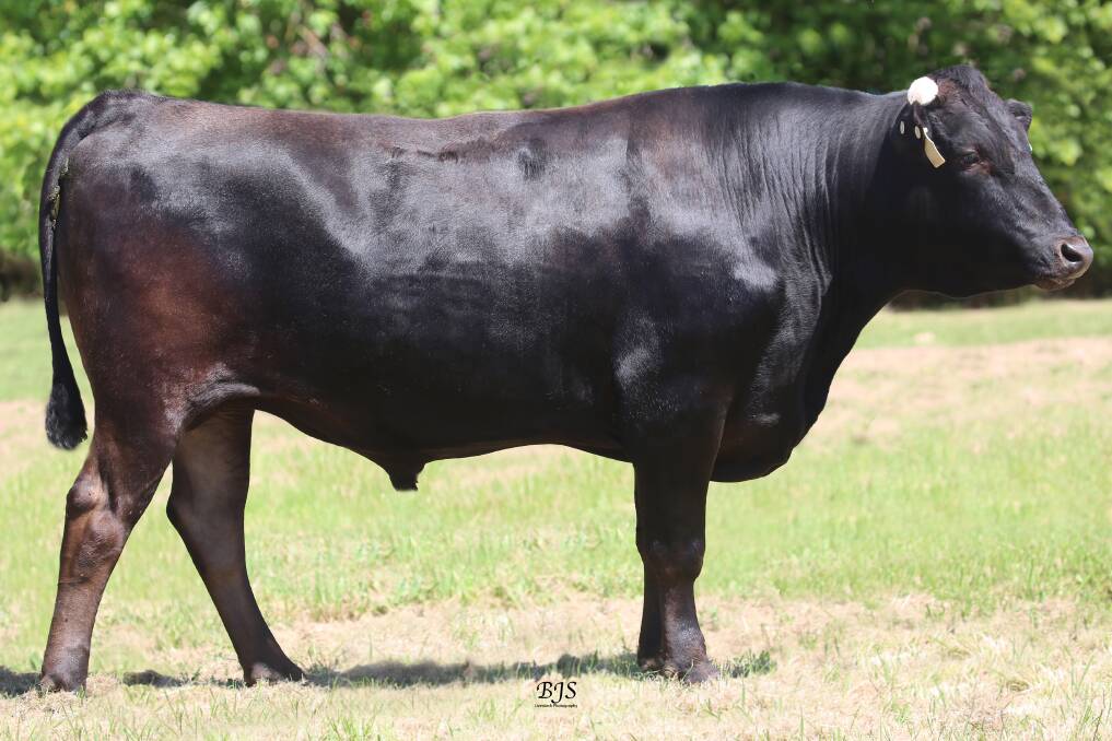 EXCELLENT ALLROUNDER: Arubial United is in demand as he's in the top 5pc of the breed for gestation length and growth, top 1pc for marbling fineness, 4pc for marbling score, and top 1pc for carcase weight.