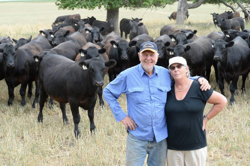 SUCCESSFUL BREEDERS: John and Annie Plantinga with their Angus cattle at Belle Vue, Brown's Creek. Photos: Rachael Webb