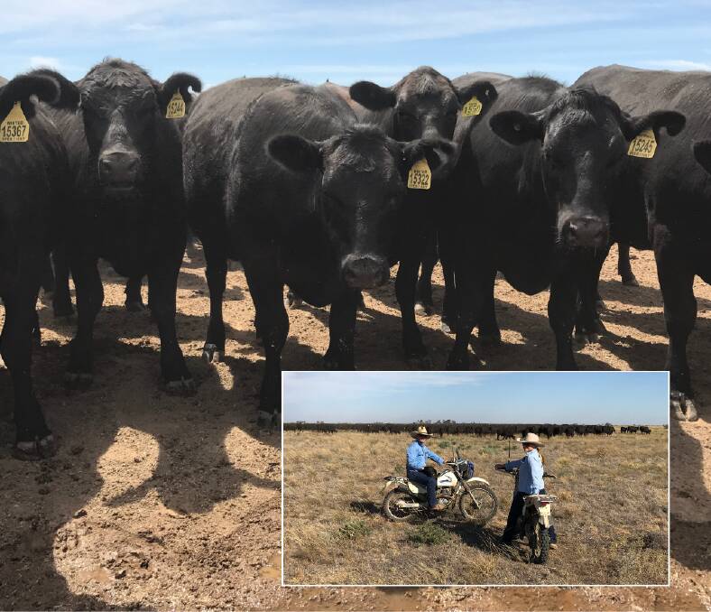 GRASS-FED FOCUS: Young Hazeldean-blood Angus heifers at Glencoe, Hay. INSET: Jim Ives mustering with his daughter Emily.