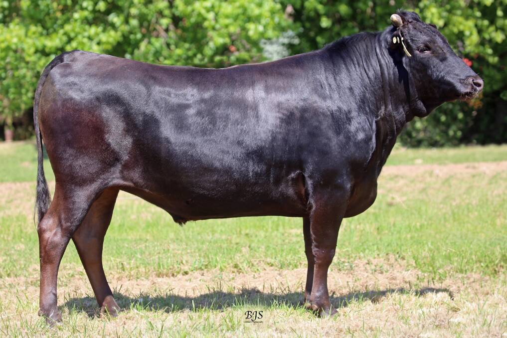 CARCASE KING: Arubial Bond is sought after for his carcase quality, as the number one bull for marbling, equal second for marbling fineness, and number three in the breed for eye muscle area. Photos: BJS Livestock Photography