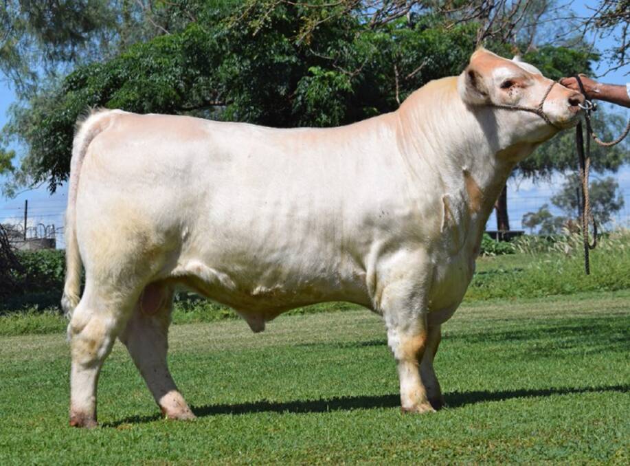 2020 SALE TOPPER: The $32,000 bull Nagol Park YM Picasso P124 was purchased by the Loane family of Dunroan Shorthorns, La Trobe, Tas.