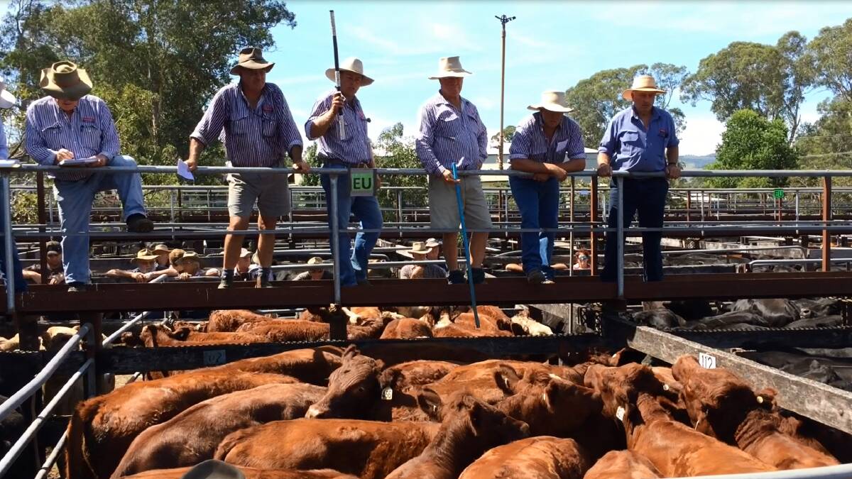 The Gooch Agencies team in action at the Gloucester saleyards.