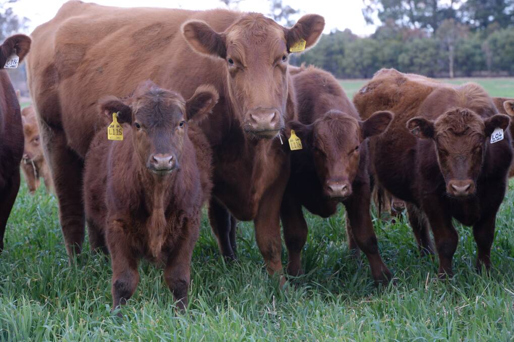 Top quality Red Angus females will be available in the Red Reflections Sale at Tamworth on April 21.