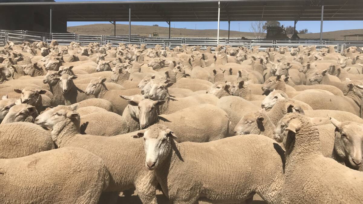 FIRST-CROSS PRODUCTION: Border Leicester rams have been used at Binnowee, Molong, for about 15 years, and are joined Merino ewes that are bought in.